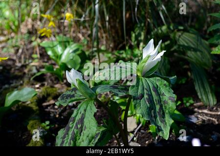 Trillium albidum,fleurs de printemps blanches,fleurs,fleurs,printemps,ombre,ombre,ombragé,bois,bois,bois,trilliums blancs,blanc géant Wakerobin,doux Trillium,blanc Banque D'Images