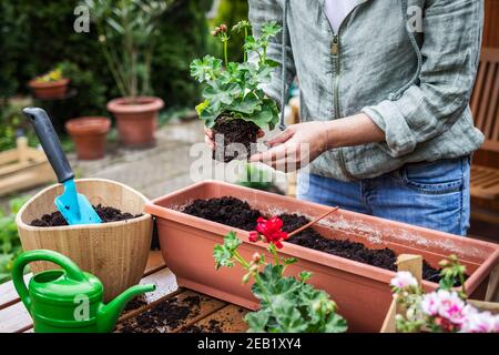 Femme plantant des fleurs de géranium dans un pot de fleurs sur une table en bois. Jardinage au printemps. Plante en pot dans une boîte à fenêtre Banque D'Images