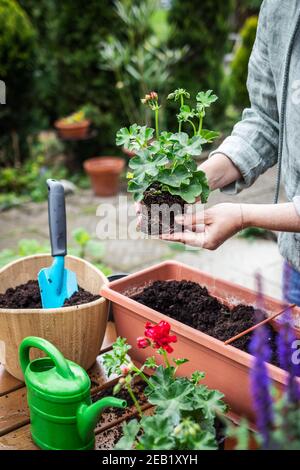 Femme plantant des fleurs de géranium dans un pot de fleurs sur une table en bois. Jardinage au printemps. Plante en pot dans une boîte à fenêtre Banque D'Images