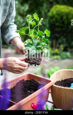 Femme plantant des fleurs de géranium dans un pot de fleurs sur une table en bois. Jardinage au printemps. Fleuriste tenant la plantule de pélargonium en main Banque D'Images