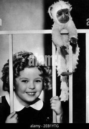 1936 environ , États-Unis : l'enfant actrice SHIRLEY TEMPLE ( née Santa Monica , CA 1928 ) , Fox film pubblicity STILL - FILM - FILM - CINÉMA - portrait - ritrato - sourire - sorriso - boscoli - riccioli - curls - DANZA - MUSICAL - bambino prodigio - scimmia giocattolo - peluche - jouet singe - coletto - collier --- Archivio GBB Banque D'Images