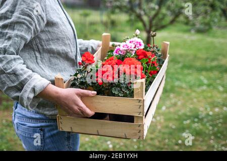 Fleuriste tenant une caisse en bois pleine de fleurs de géranium colorées. Femme debout dans le jardin. Le jardinier est prêt à planter du pélargonium au printemps Banque D'Images