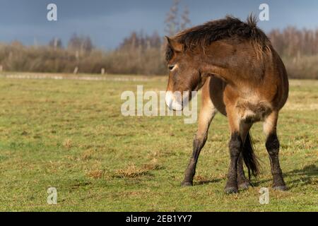 Un poney Exmoor sauvage de châtaignier regarde en arrière-plan, sur tout le corps, le ciel bleu et les arbres en arrière-plan. Parc national de Fochteloo, pays-Bas Banque D'Images