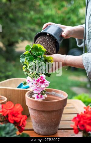 Rempotage de la fleur dans le jardin. Les agricultrices plantent à la main la plante à fleurs de géranium. Pot en terre cuite sur la table Banque D'Images