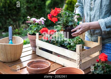 Préparation pour la plantation dans le jardin. Fleuriste mettant des fleurs de géranium dans une caisse en bois Banque D'Images