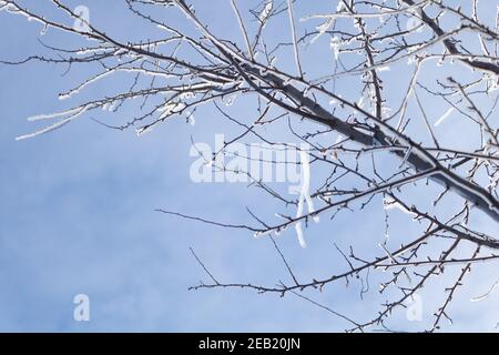 Glaces sur un arbre fruitier au ciel bleu. Dans le processus de fusion. Banque D'Images