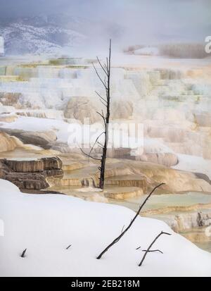 Parc national de Yellowstone, Wyoming : arbres de travertin et fantômes de Canary Spring sur les terrasses des sources thermales de Mammoth. Banque D'Images