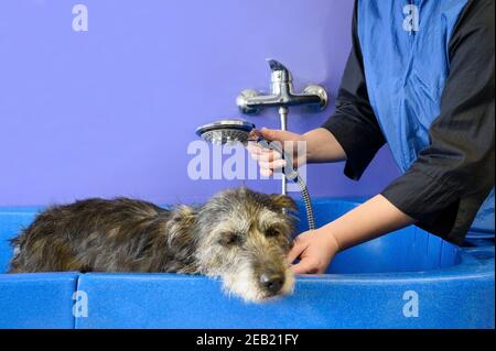 Rasoir professionnel pour animaux de compagnie, lavage de chien dans un salon de toilettage pour animaux de compagnie. Photo de haute qualité. Banque D'Images