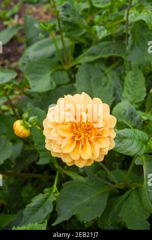 Gros plan de Dahlia Coup de Soleil une dahlia décorative C'est la floraison d'été UNE plante tubéreuse qui est décidue et à moitié robuste Banque D'Images