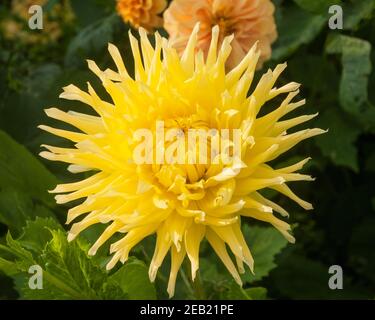 Gros plan d'un demi cactus jaune dahlia UN tubéreuse plante à feuilles caduques et à moitié dure Banque D'Images