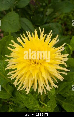 Gros plan d'Eastwood Moonlight un demi-cactus dahlia jaune Une plante tubéreuse qui est décidue et à moitié dure Banque D'Images