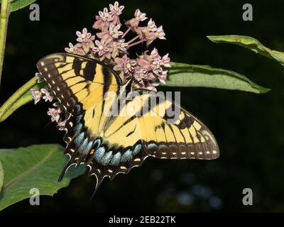Papillon jaune femelle, Papillio glaucus, se nourrissant de fleurs d'herbe à lait. Banque D'Images