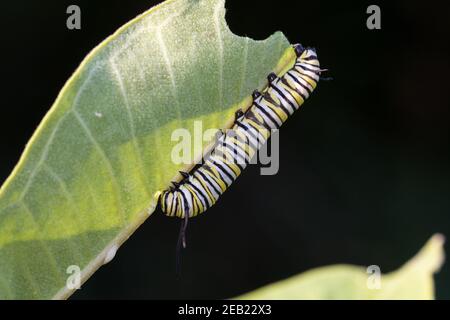Gros plan d'un papillon monarque caterpillar, Danaus plexippus, se nourrissant de lamped. Banque D'Images