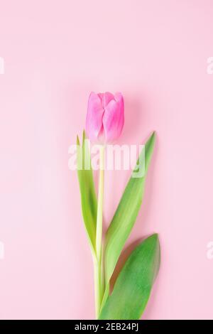 Image verticale de magnifique tulipe rose sur fond rose clair avec espace de copie pour le texte. Design pour carte de vœux - Fête des mères, Fête des femmes, 8 mars Banque D'Images