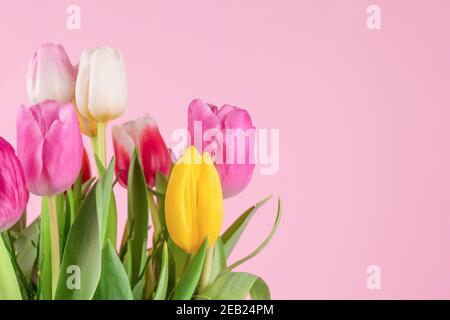 Superbes tulipes colorées sur fond rose clair avec espace de copie pour le texte. Carte de vœux - Fête des mères, Fête des femmes, 8 mars ou Saint-Valentin Banque D'Images