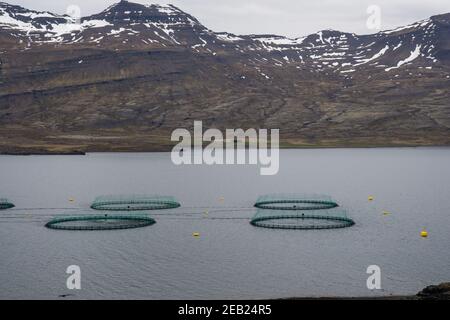 Ferme de saumon à Berufjordur dans l'est de l'Islande Banque D'Images