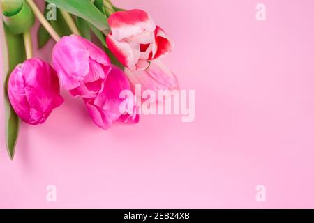 Bouquet de magnifiques tulipes colorées sur fond rose clair avec espace de copie pour le texte. Design pour carte de vœux - Fête des mères, Fête des femmes, 8 mars ou Banque D'Images