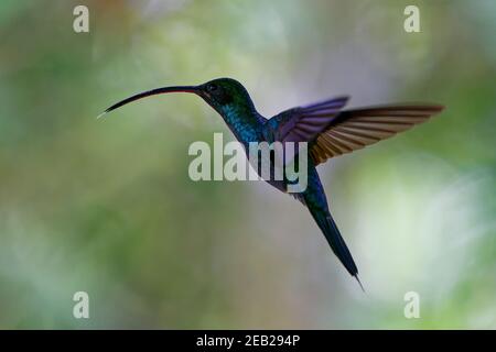 Ermite vert - Phaethornis guy grand hummingbird qui est un résident de sélectionneur du Costa Rica et Panama du nord de l'Amérique du Sud (Venezuela, Trinidad, Pe Banque D'Images