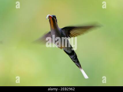 Ermite vert - Phaethornis guy grand hummingbird qui est un résident de sélectionneur du Costa Rica et Panama du nord de l'Amérique du Sud (Venezuela, Trinidad, Pe Banque D'Images