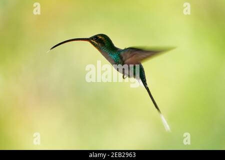 Ermite vert - Phaethornis guy grand hummingbird qui est un résident de sélectionneur du Costa Rica et Panama du nord de l'Amérique du Sud (Venezuela, Trinidad, Pe Banque D'Images