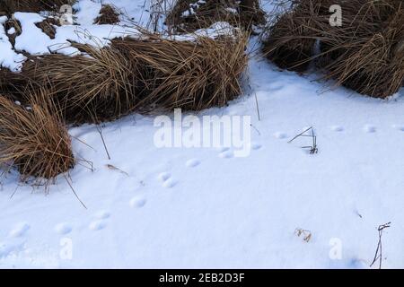Empreintes d'animaux et d'oiseaux dans la neige blanche fraîche en hiver. Banque D'Images