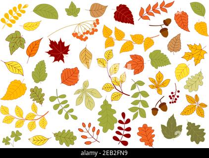 Feuilles d'érable, de chêne, de bouleau, de tilleul et d'herbes aux couleurs automnales rouge, jaune et orange Illustration de Vecteur