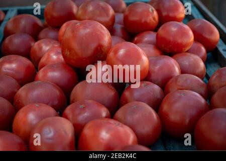 ventes de tomates biologiques et de tomates récoltées à la main Banque D'Images