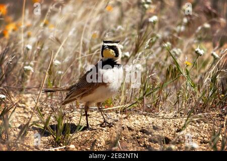 Une alouette cornée ou alouette de rivage (Eremophila alpestris) à Antelope Valley California Poppy Reserve à Lancaster, Californie Banque D'Images