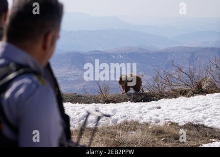 Duhok, Irak. 11 février 2021. Un agent de sécurité regarde un ours qui marche au bord de la montagne.la libération de six ours dans la montagne de Gara, dans le gouvernorat de Duhok, dans la région du Kurdistan en Irak, dans le cadre d'une initiative de l'Organisation américaine de coopération kurde pour protéger les ours de l'extinction, Embellissez la nature dans la région, et sauvez les ours de captivité dans des maisons où ils ont été apportés des provinces de Bassora et Maysan dans le sud de l'Irak. Crédit : SOPA Images Limited/Alamy Live News Banque D'Images