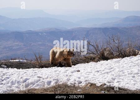 Duhok, Irak. 11 février 2021. Un ours marche sur un sol enneigé après avoir quitté la cage.la libération de six ours dans la montagne de Gara, dans le gouvernorat de Duhok, dans la région du Kurdistan en Irak, dans le cadre d'une initiative de l'Organisation américaine de coopération kurde pour protéger les ours de l'extinction, embellit la nature dans la région, Et sauve les ours de la captivité dans des maisons où ils ont été apportés des provinces de Bassora et Maysan dans le sud de l'Irak. Crédit : SOPA Images Limited/Alamy Live News Banque D'Images