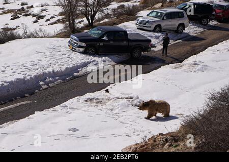 Duhok, Irak. 11 février 2021. Un ours passe devant un groupe de voitures.la libération de six ours dans la montagne de Gara, dans le gouvernorat de Duhok, dans la région du Kurdistan en Irak, dans le cadre d'une initiative de l'Organisation américaine de coopération kurde pour protéger les ours de l'extinction, embellit la nature dans la région, Et sauve les ours de la captivité dans des maisons où ils ont été apportés des provinces de Bassora et Maysan dans le sud de l'Irak. Crédit : SOPA Images Limited/Alamy Live News Banque D'Images