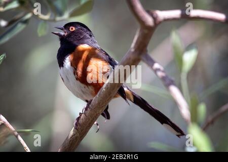 La Towhee tachetée (Pipilo maculatus) chantant à Palo Alto California Banque D'Images