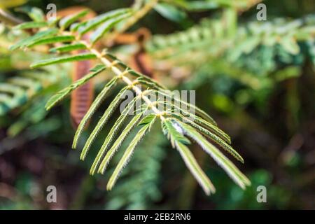 Une touche moi non, honte-plante ou plante sensible; Mimosa pudica a une réaction fascinante quand touché. Les lames se retirent et s'affaisse. Banque D'Images