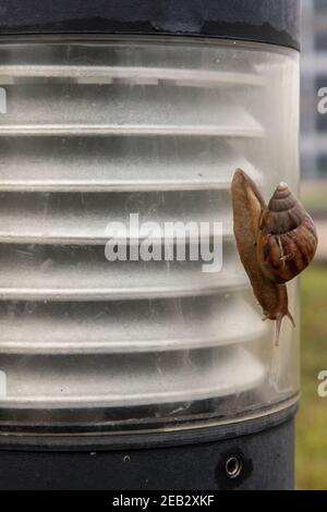 Un escargot d'achatina sombre avec une coquille rayée brune rampant vers le bas du montant de lampe. Le concept s'exécute lentement, la mise au point sélective. Banque D'Images