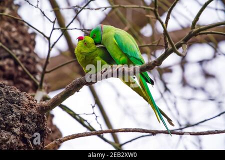 Parrot homme toilettage femme sur branche Banque D'Images