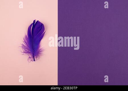 Arrière-plan géométrique abstrait de couleur rose pastel et pourpre avec plume violette. Copier l'espace pour la conception. Banque D'Images