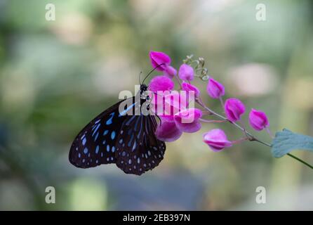 Tigre bleu foncé (Tirumala septentrionis) un papillon de tigre bleu foncé se nourrissant de fleurs violettes tropicales Banque D'Images