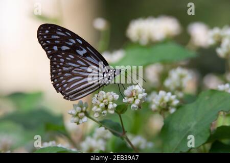 Tigre bleu foncé (Tirumala septentrionis) un papillon de tigre bleu foncé se nourrissant de fleurs blanches tropicales Banque D'Images