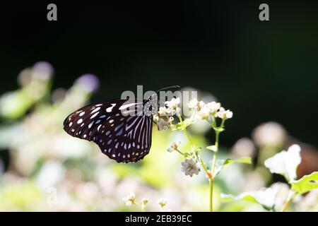 Tigre bleu foncé (Tirumala septentrionis) un tigre bleu foncé se nourrissant de fleurs blanches tropicales avec un arrière-plan noir Banque D'Images