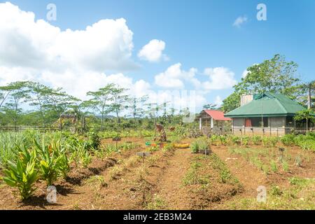 Légumes de ferme bio Siargao Island Village Banque D'Images