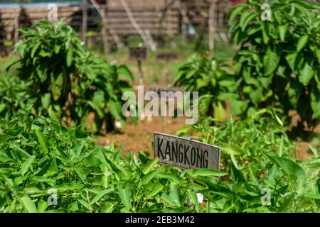 Légumes de ferme bio Siargao Island Village Banque D'Images