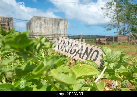 Légumes de ferme bio Siargao Island Village Banque D'Images