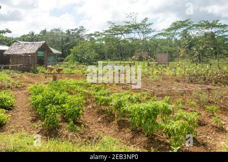 Légumes de ferme bio Siargao Island Village Banque D'Images