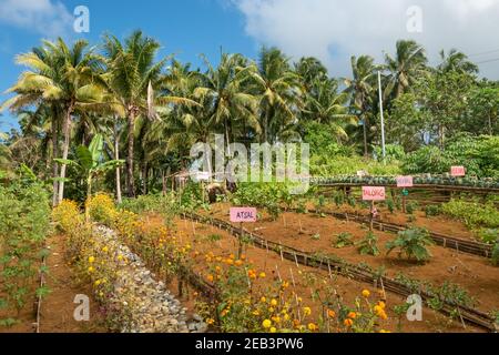 Légumes de ferme bio Siargao Island Village Banque D'Images