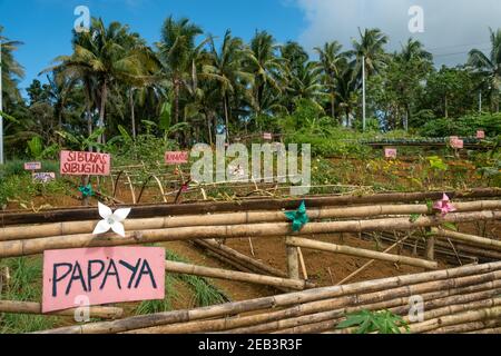 Légumes de ferme bio Siargao Island Village Banque D'Images