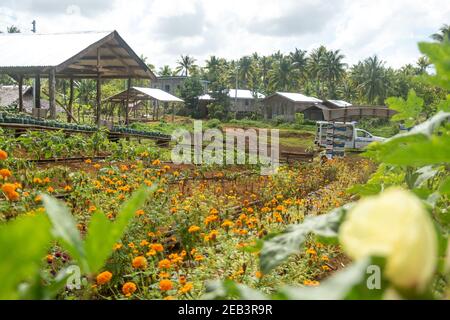 Légumes de ferme bio Siargao Island Village Banque D'Images