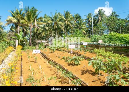 Légumes de ferme bio Siargao Island Village Banque D'Images