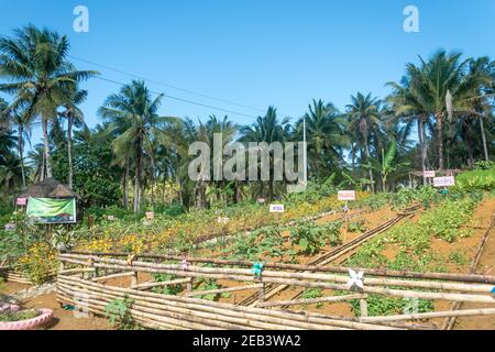 Légumes de ferme bio Siargao Island Village Banque D'Images