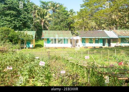 Légumes de ferme bio Siargao Island Village Banque D'Images