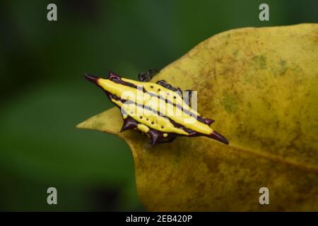 Araignée tisserand épineuse jaune Banque D'Images